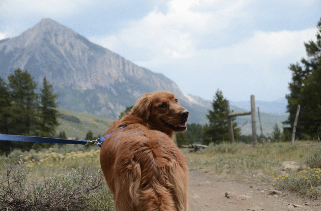 Dog-friendly hiking trails Canada
